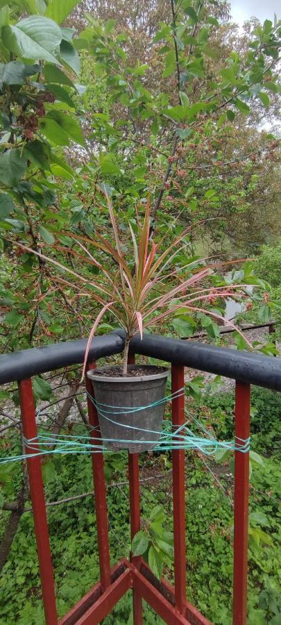 Tsknari Oda Oni 外观 照片